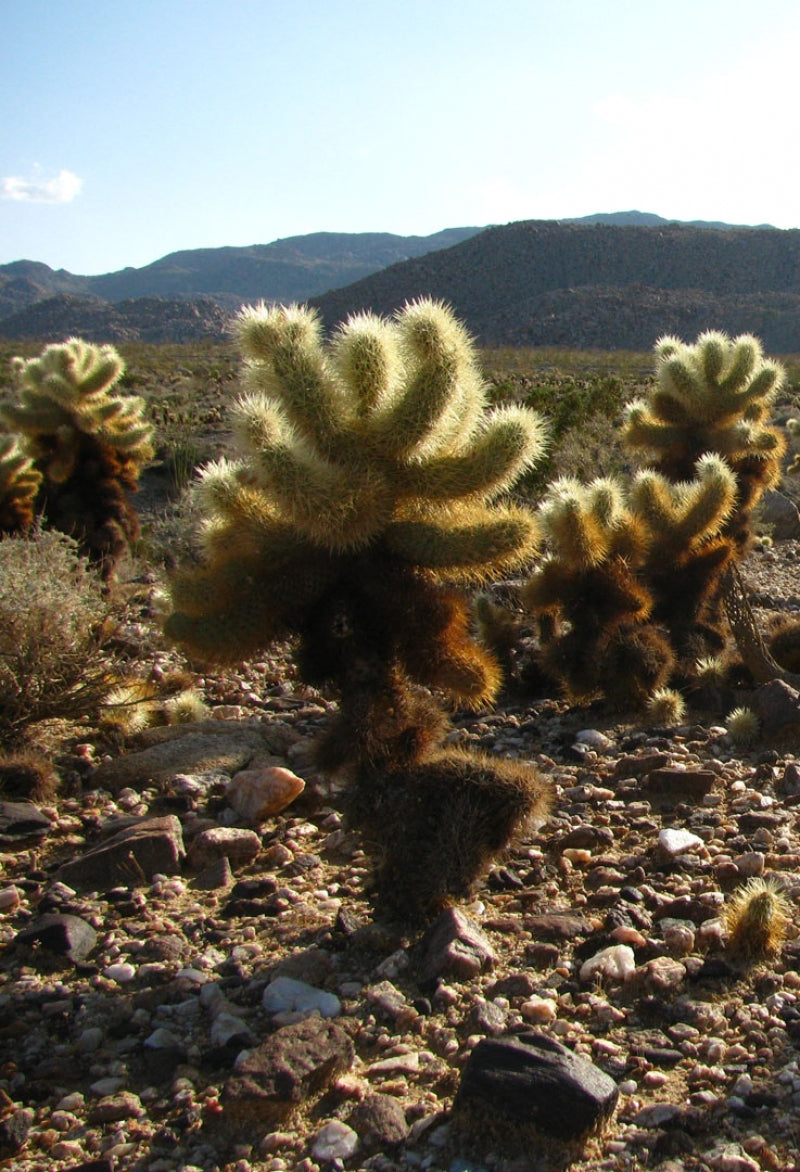 Teddy Bear Cholla Cactus Cuttings – 5 Segments for Propagation – Cylindropuntia fulgida – Desert Garden Succulent Plant
