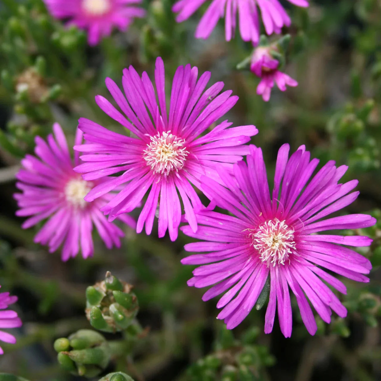 6 Ice Plant Cuttings Unrooted Succulent Stems Purple Pink Ground Cover Drought-Tolerant Delosperma