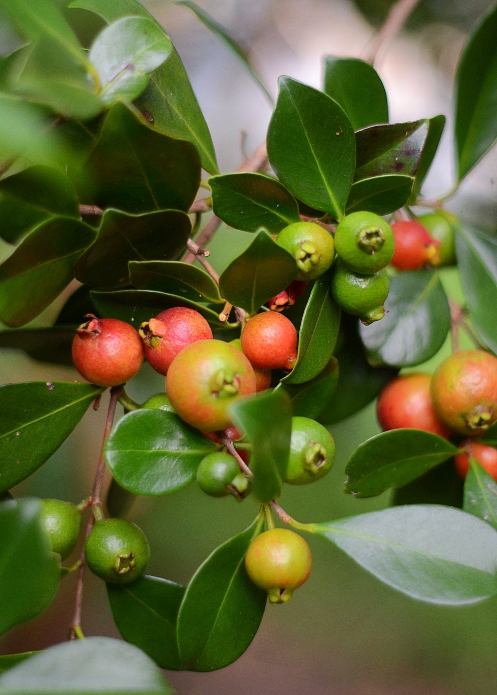 Guava Strawberry (Psidium cattleianum) Fruit Tree, Drought Tolerant, Edible Pink Fruits, Fragrant Blooms, Native to Brazil