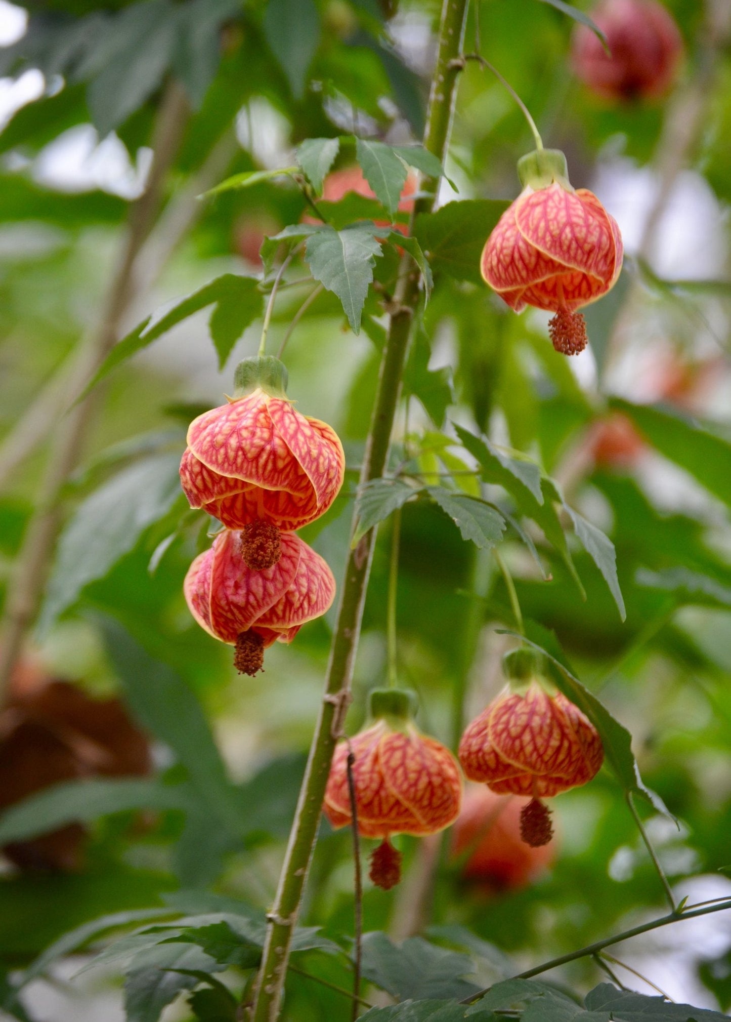Flowering Maple Shrub, 1 Gallon, Red Vein Indian Mallow, Abutilon pictum, Tropical Lantern Blooms for Pollinators