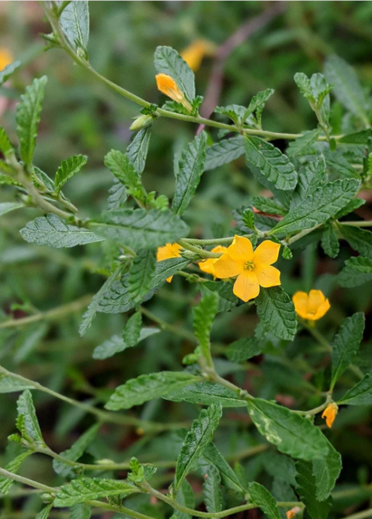Damiana Herb Plant - Turnera diffusa, Aromatic Shrub for Tea, Tinctures & Herbal Blends, Drought-Tolerant, Fragrant Yellow Flowers