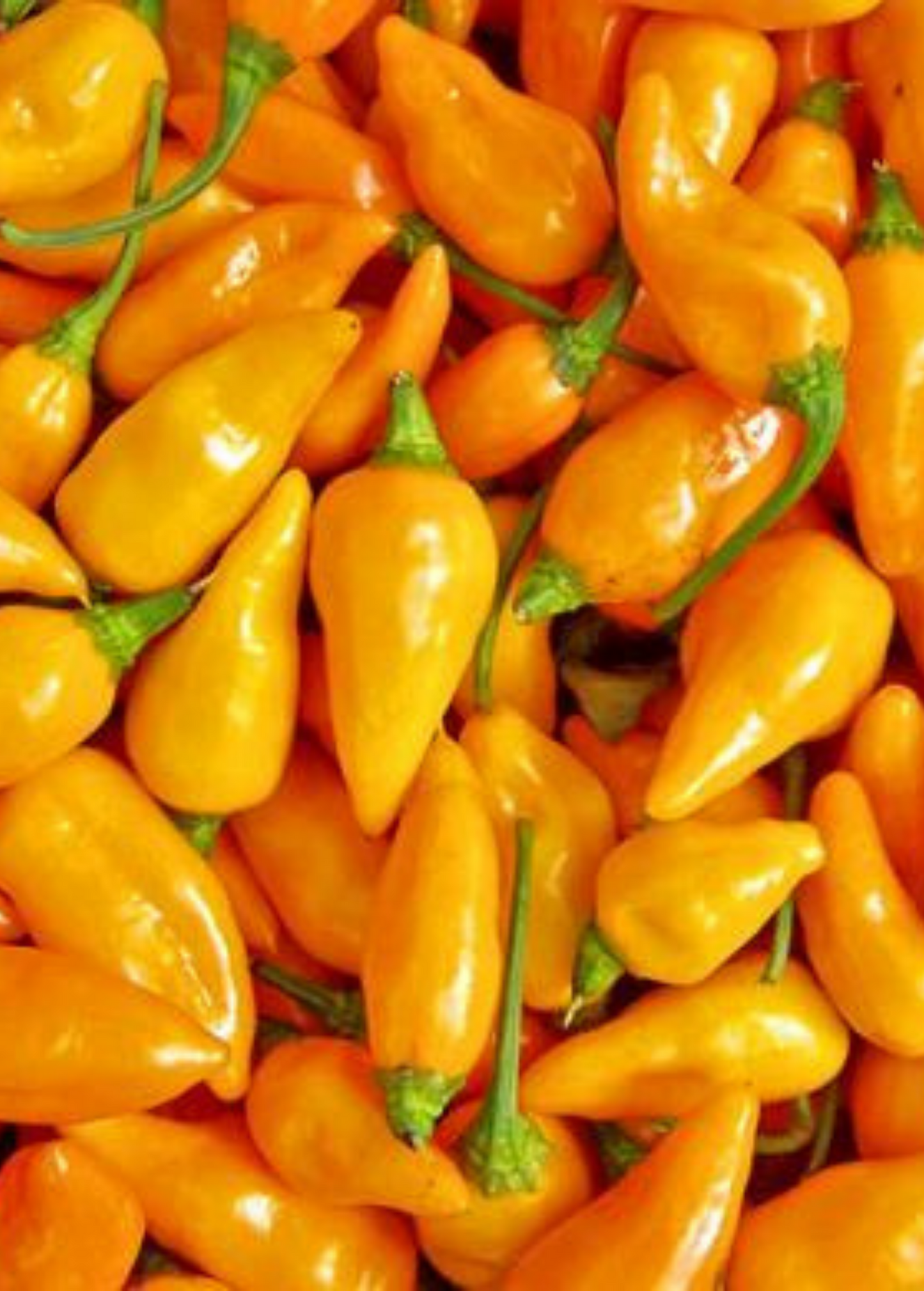 Datil Pepper Seed Packets - Capsicum chinense Heirloom Spicy Chili for Hot Sauces & Cooking