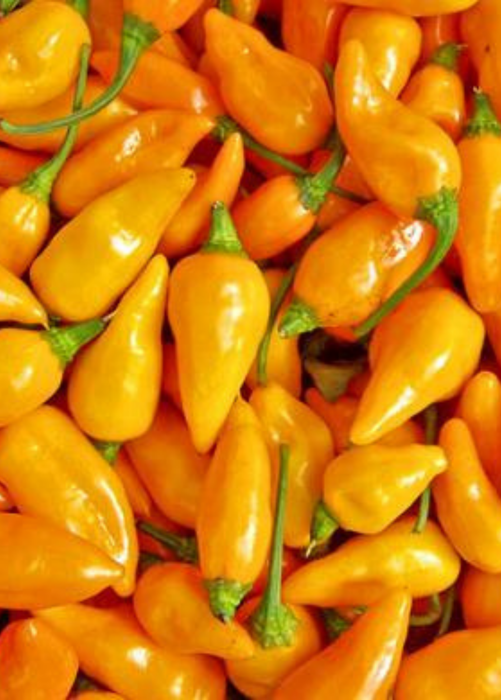 Datil Pepper Seed Packets - Capsicum chinense Heirloom Spicy Chili for Hot Sauces & Cooking