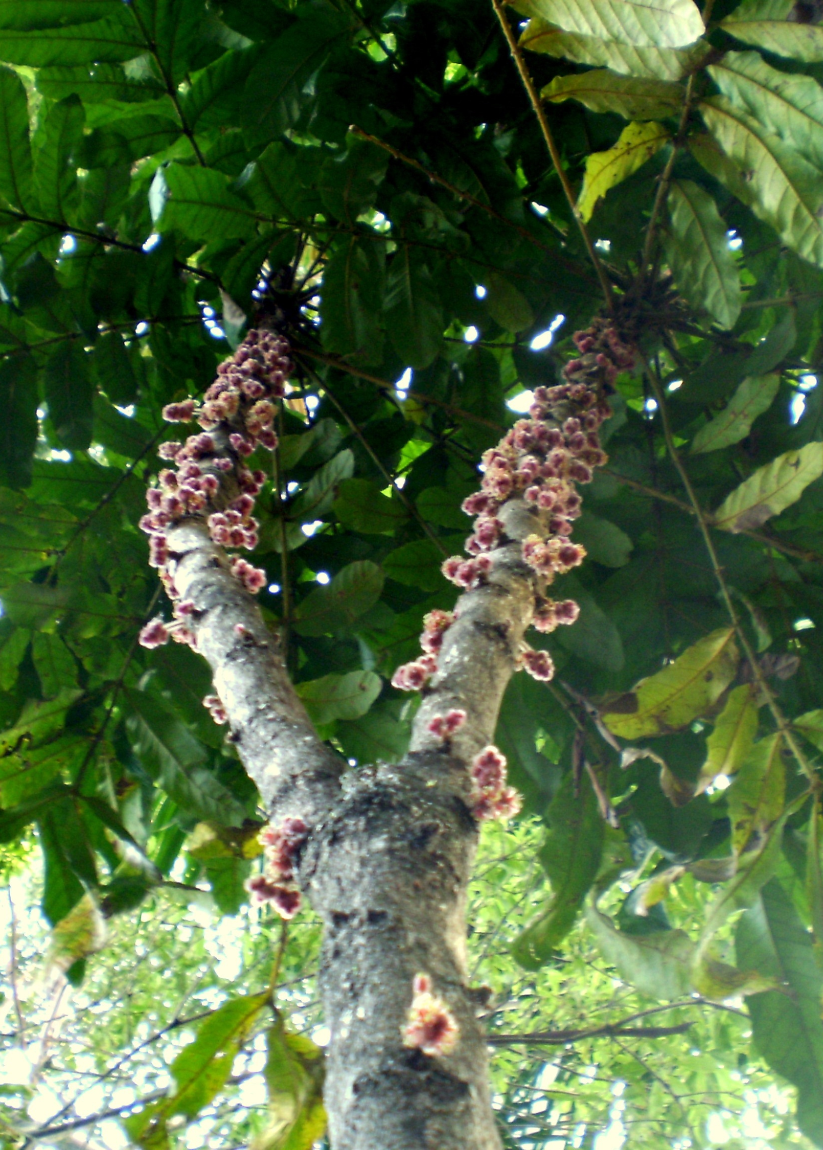 Davidson's Plum Tree Live Plant - Exotic Rainforest Fruit Tree, Davidsonia pruriens, Edible Purple Fruit