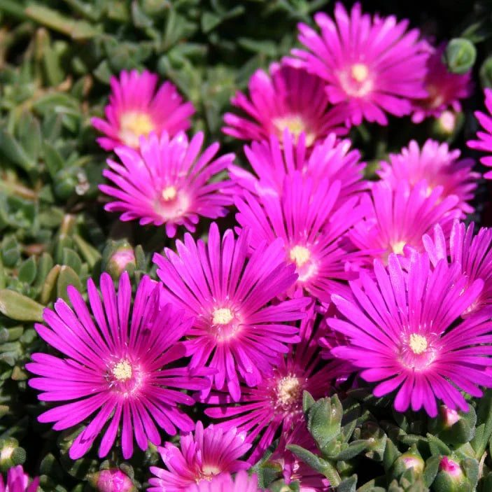 5 Magenta Ice Plant Cuttings – Delosperma Cooperi Hardy Ground Cover, Drought-Tolerant Succulent