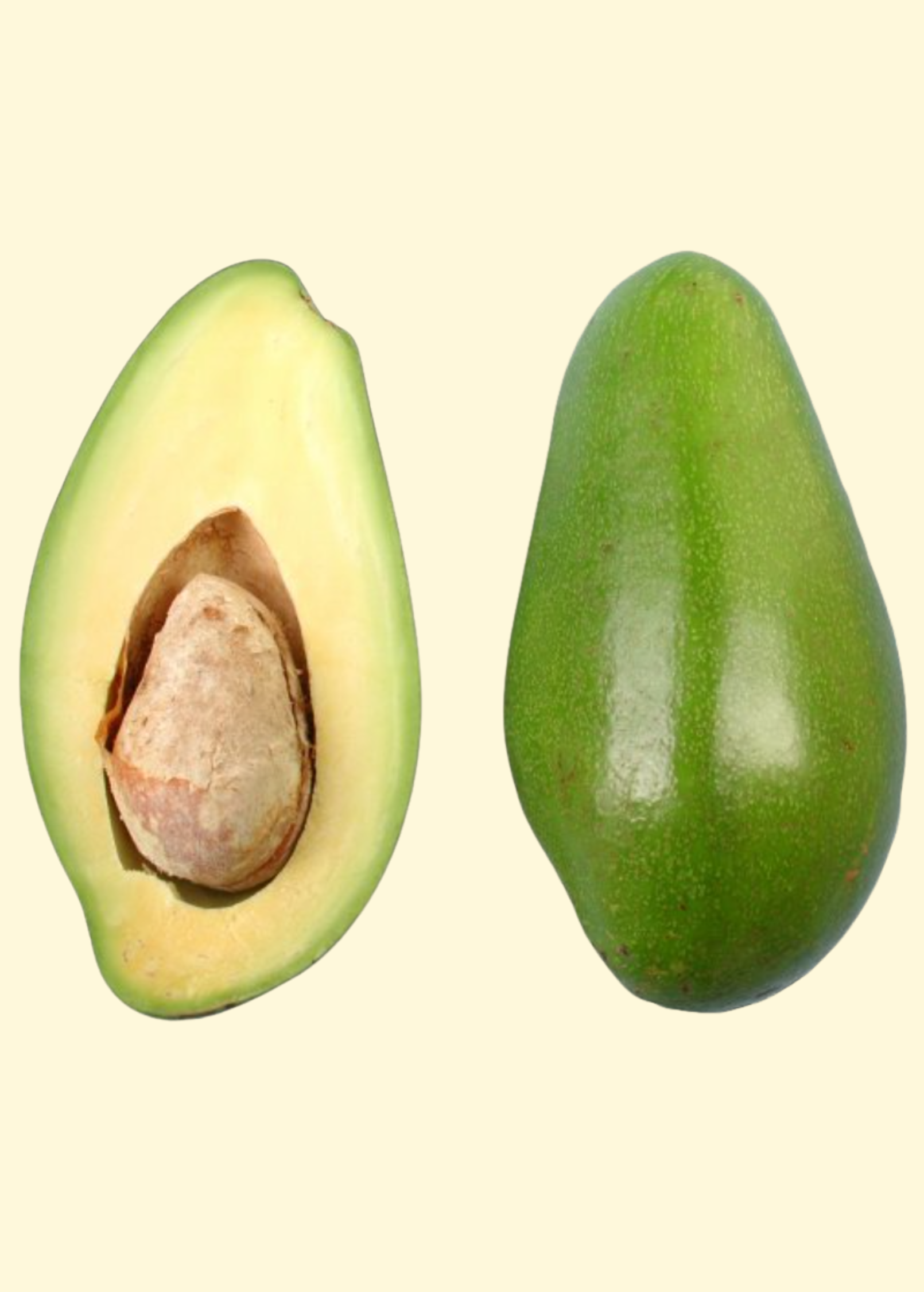 Avocado Donnie Early-Season Florida Variety, Pear-Shaped, Mild Flavor, Creamy Flesh, Persa americana
