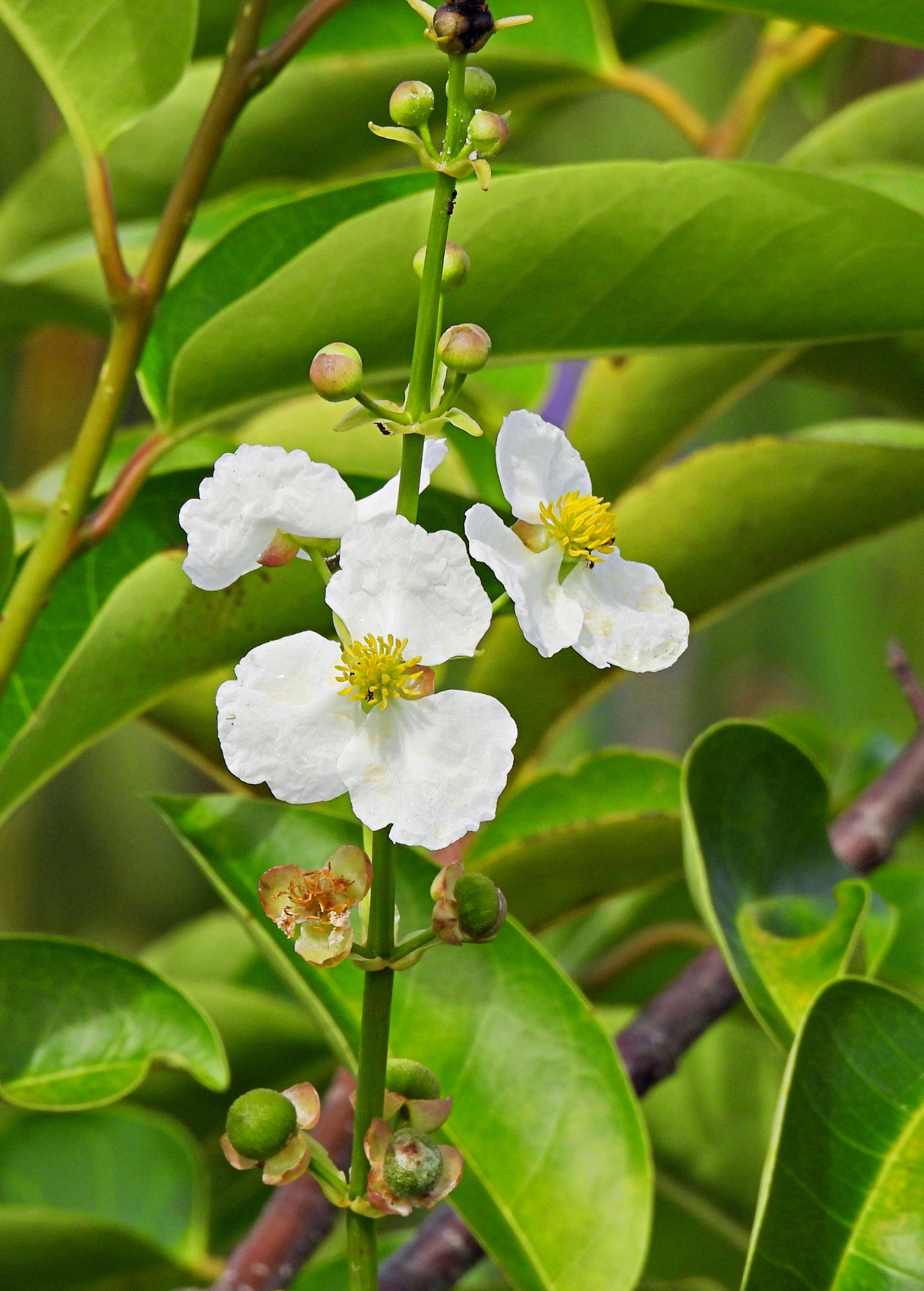 Duck Potato Plant, Aquatic Edible, Sagittaria latifolia, Wetland Water Garden, Arrow-Shaped Leaves