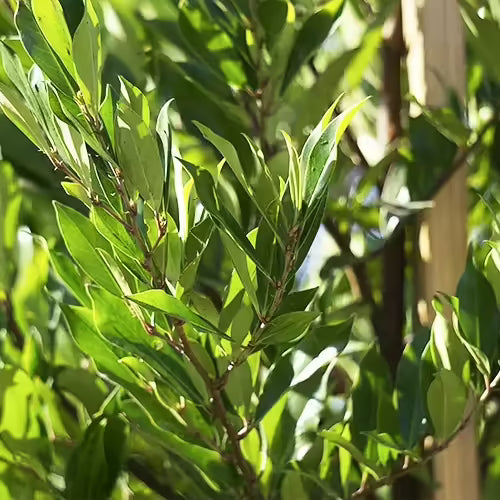 20 Organic Cherry Laurel Cuttings | Prunus laurocerasus | Fast Growing Evergreen Hedge Shrub