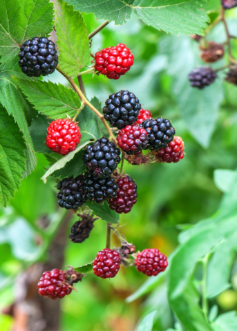 Blackberry 'Apache' Thornless Fruit Bush, Edible Berry Plant, Rubus canadensis, Summer Harvest