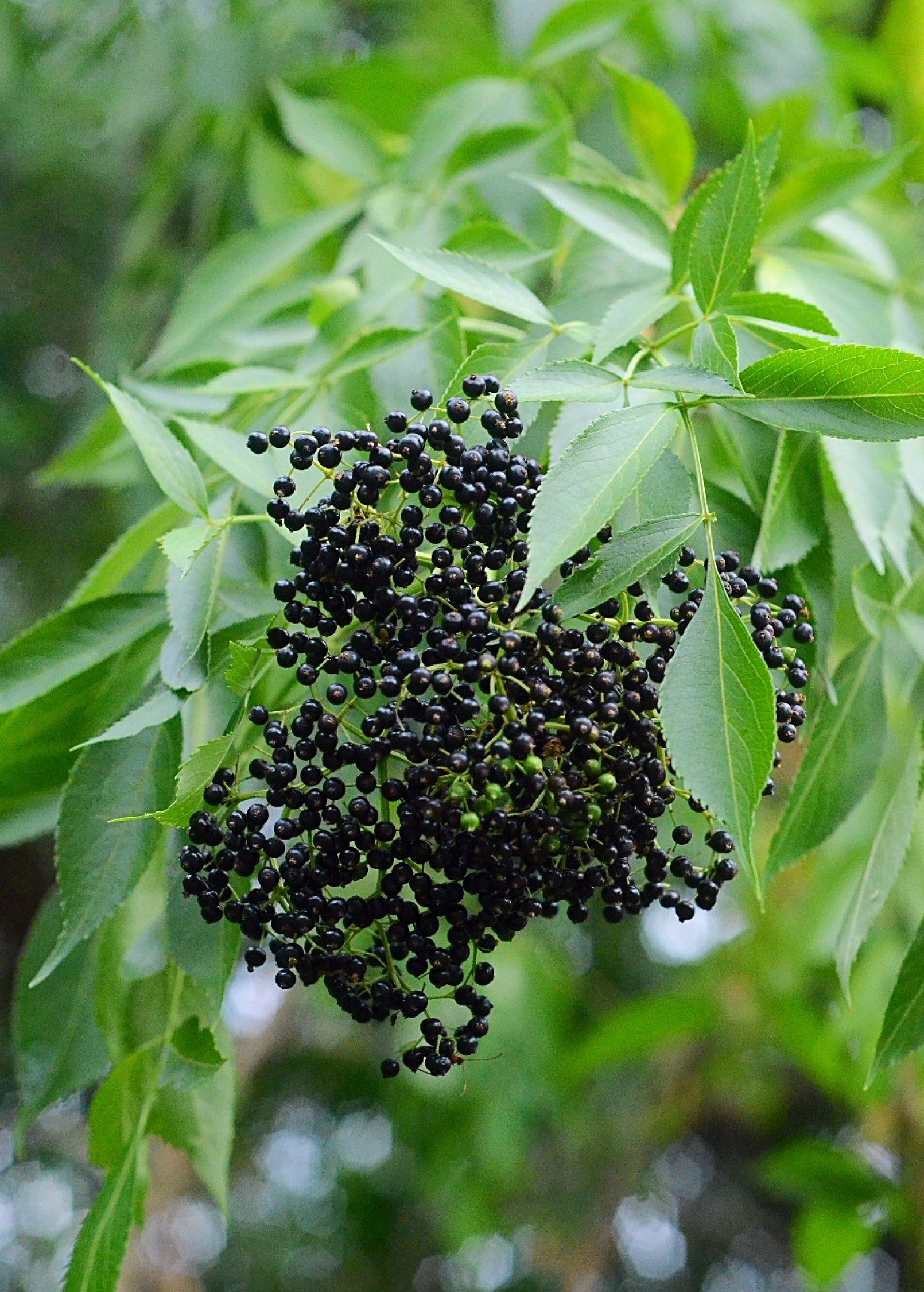 Florida Native Elderberry Shrub - Sambucus canadensis, Edible Berries, Ornamental Flowering Plant