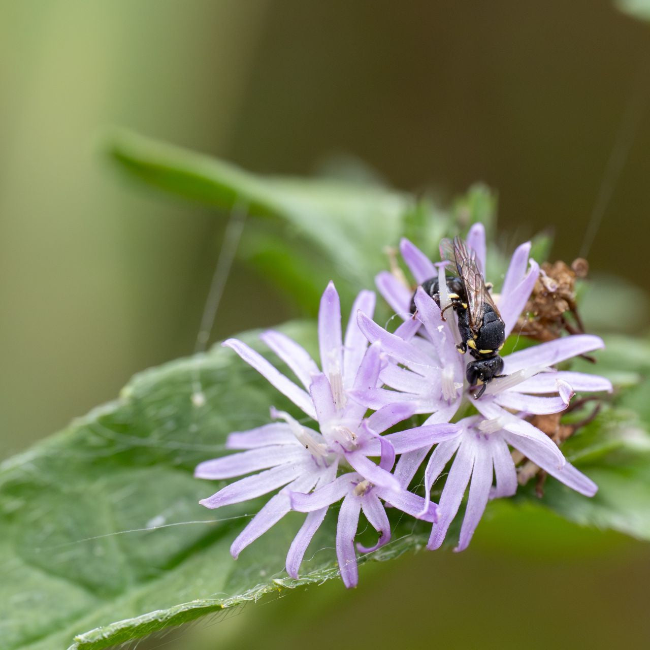 Elephantopus carolinianus Seeds – Carolina Elephant’s Foot Native Wildflower for Gardens & Pollinators