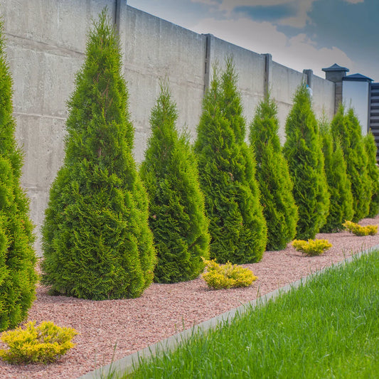 10 Arborvitae Emerald Green Cuttings – Thuja occidentalis ‘Smaragd’ Unrooted Shrub Clippings for Propagation, Evergreen Hedge
