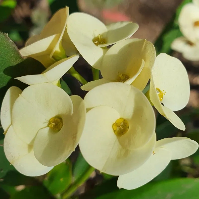 Large-Flower White Crown of Thorns Cutting | Euphorbia milii Succulent Stem for Propagation