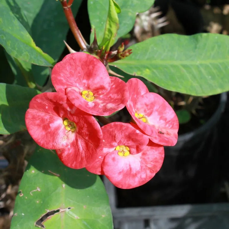Coral Pink Crown of Thorns Cutting | Euphorbia milii Succulent Plant | Drought-Tolerant Indoor & Outdoor Flowering Plant