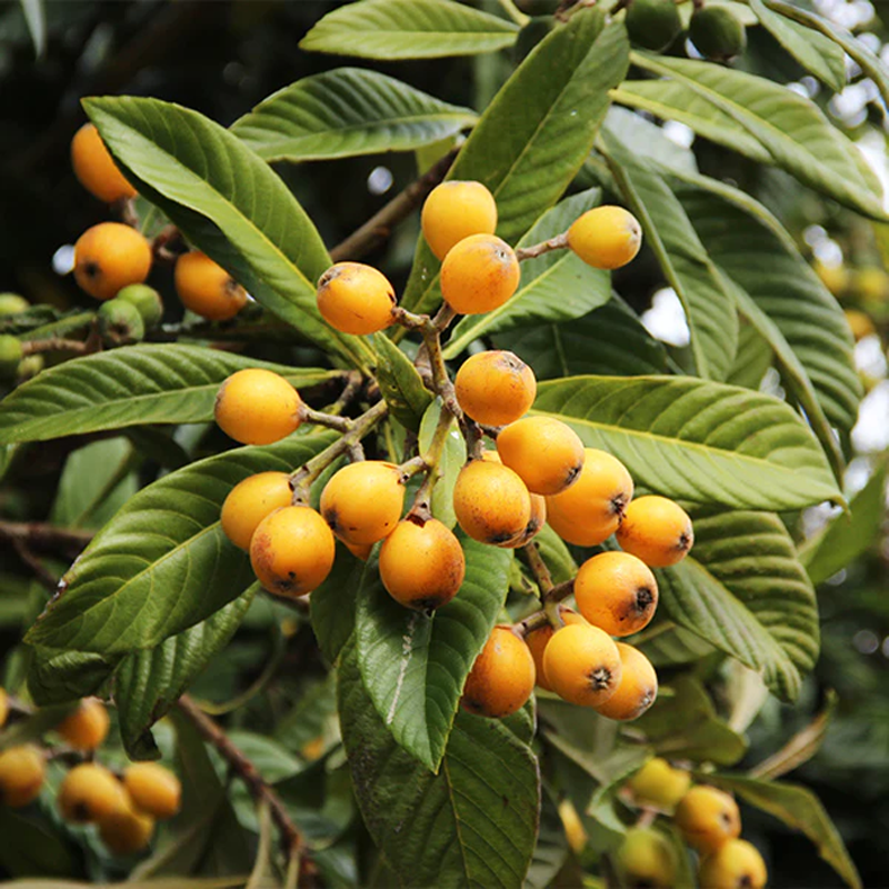 Loquat Tree Cuttings - 3 Fresh Scions for Grafting or Rooting - Edible Fruit Tree - Eriobotrya japonica