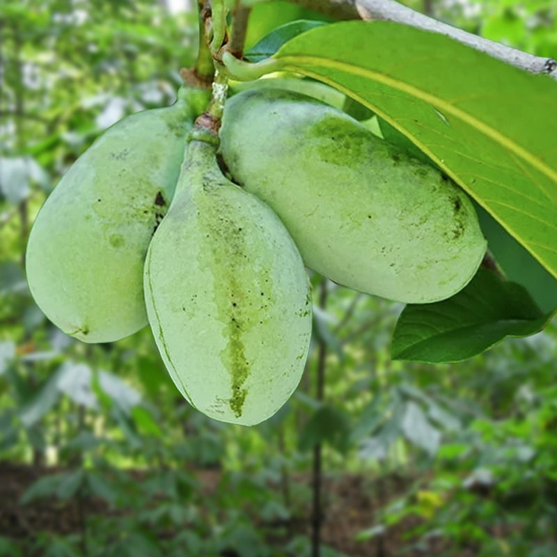 Live Pawpaw Tree Bareroot 1-2 Ft Native Fruit Tree Asimina triloba Exotic Tropical Flavor
