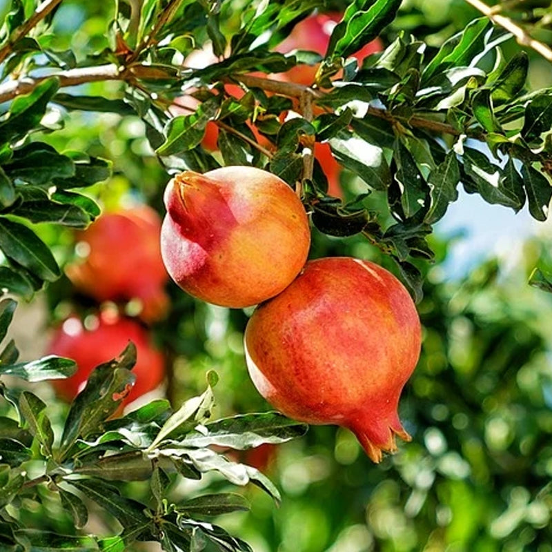 Pomegranate Tree Bare Root Punica granatum Fruit Plant for Home Garden, Patio, or Orchard