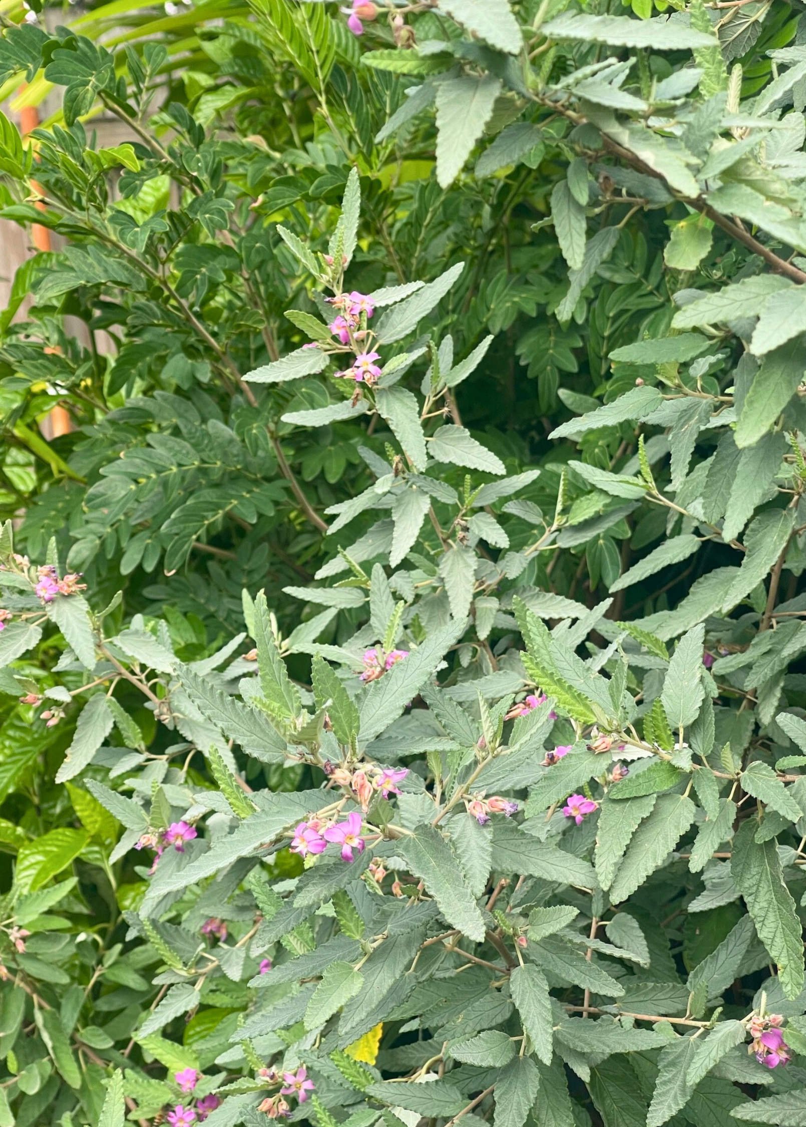 Florida Native Tea Bush (Melochia tomentosa) Perennial Shrub with Pink Lavender Blooms, Pollinator-Friendly, Herbal Tea Plant