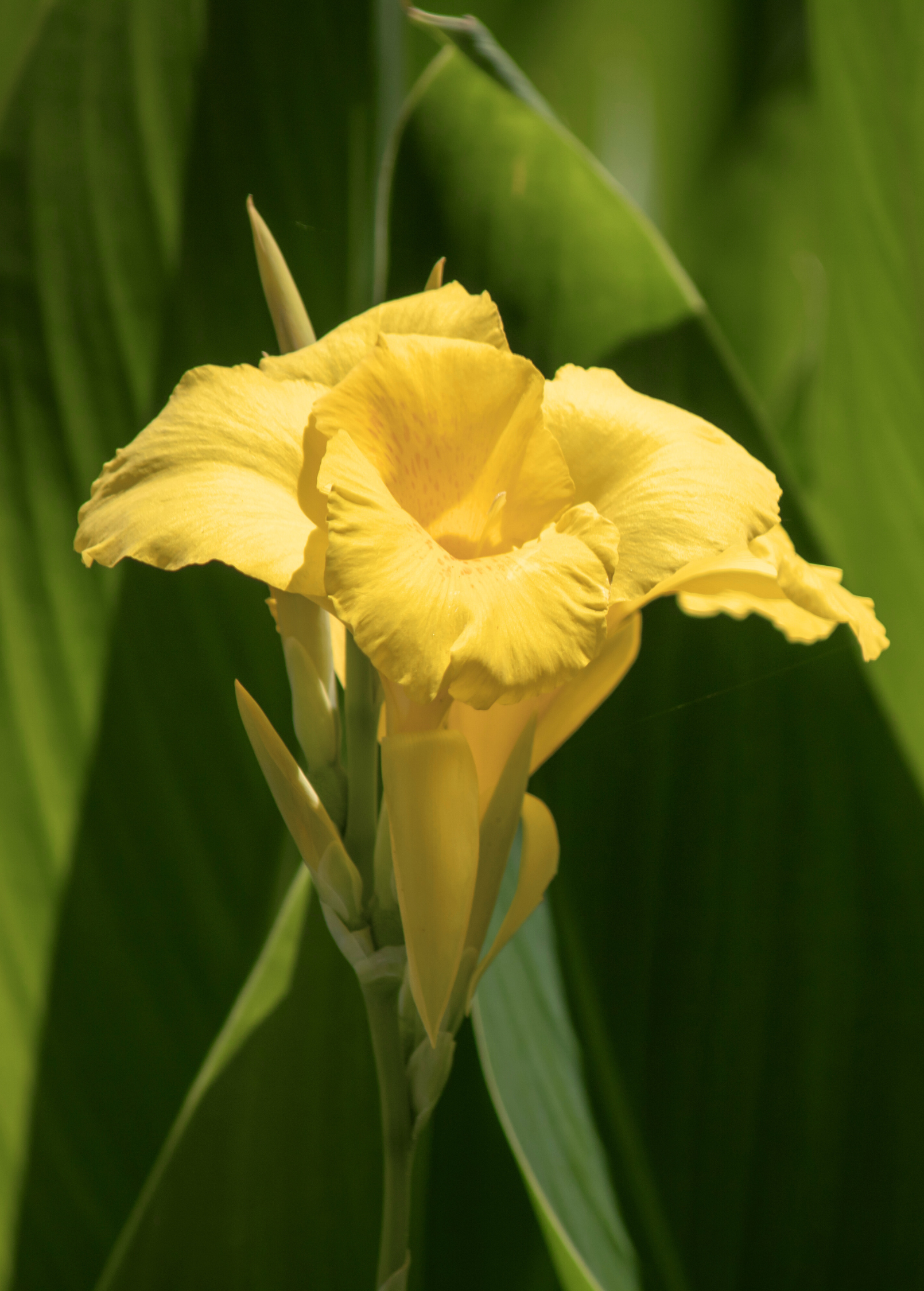 Golden Canna (Canna flaccida) Native Aquatic Plant for Ponds and Wetlands