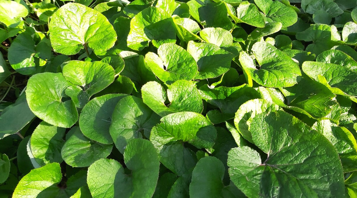 5 Wild Ginger Plants (Asarum canadense) | Native Shade-Loving Groundcover Perennial