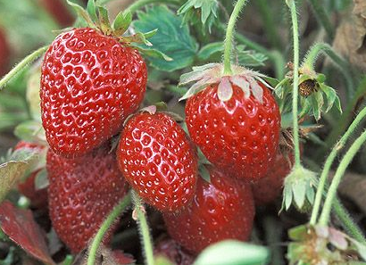 Ft. Laramie Everbearer Strawberry Plants (10 Bare Root) – Cold Hardy & Disease Resistant
