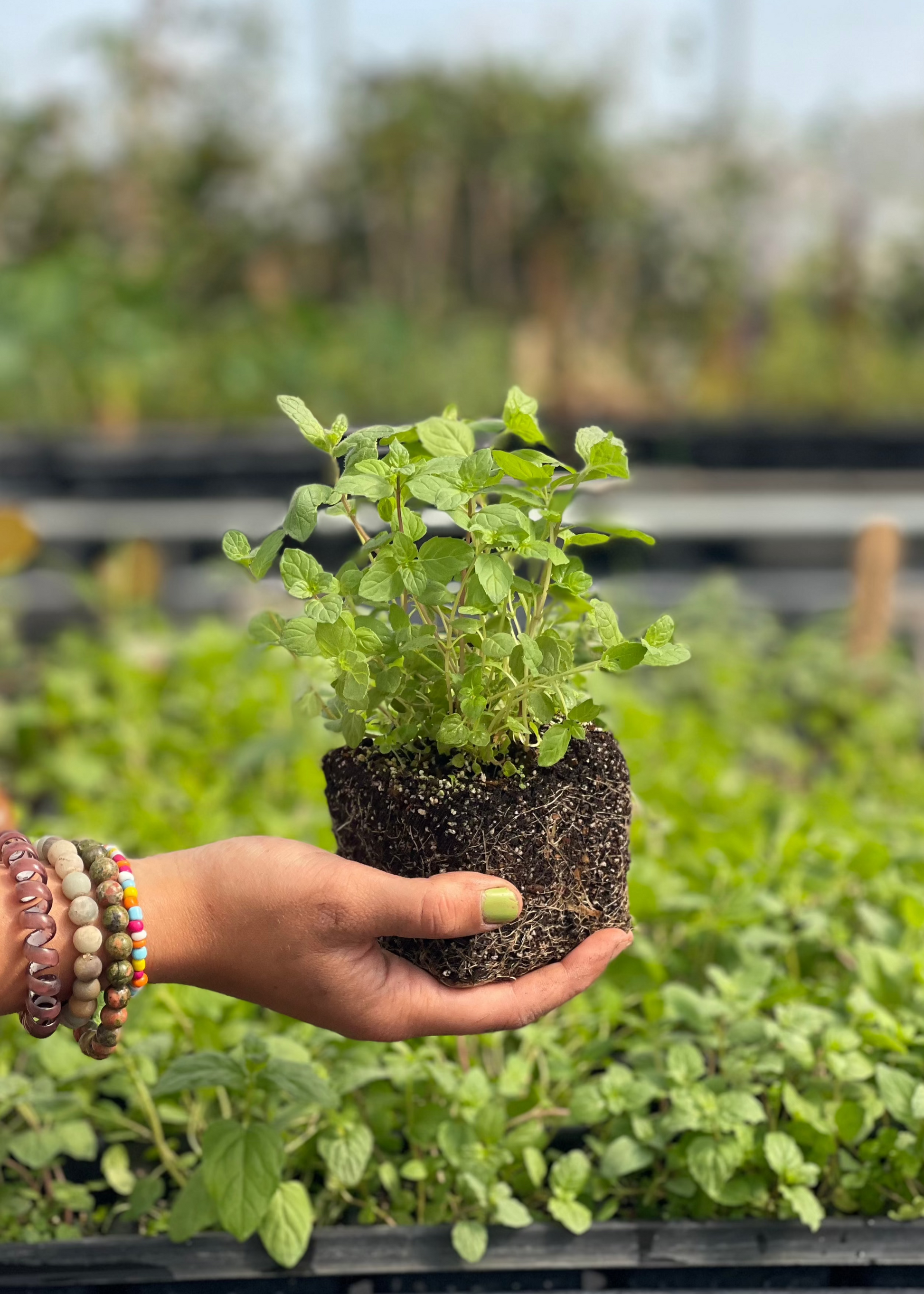 Spearmint Herb Plant, Fresh Green Leaves, Mentha spicata, Culinary, Tea, Wellness, Easy Care, Edible Garden
