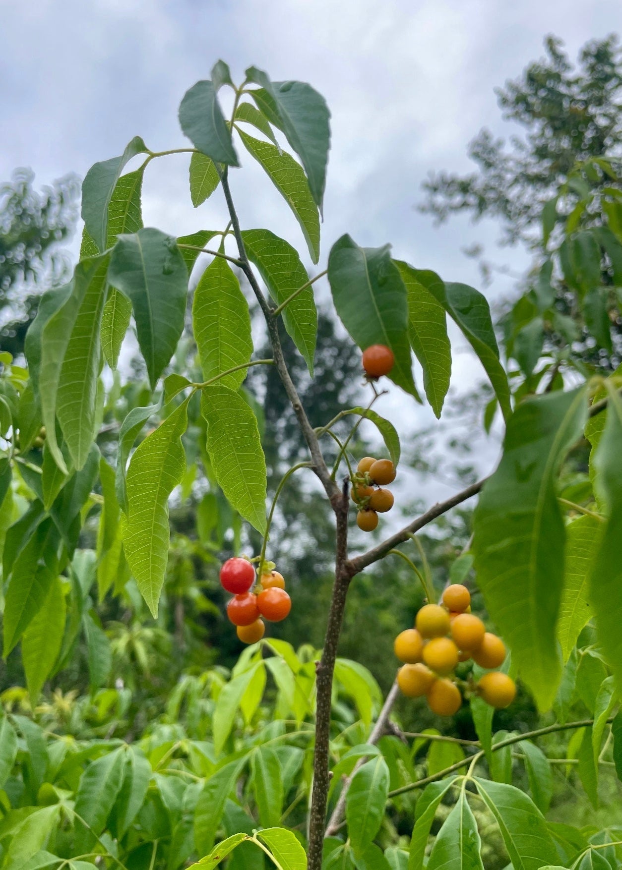 Chal Chal Fruit Tree - Allophylus edulis - Rare South American Berry Tree with Sweet-Tangy Clusters