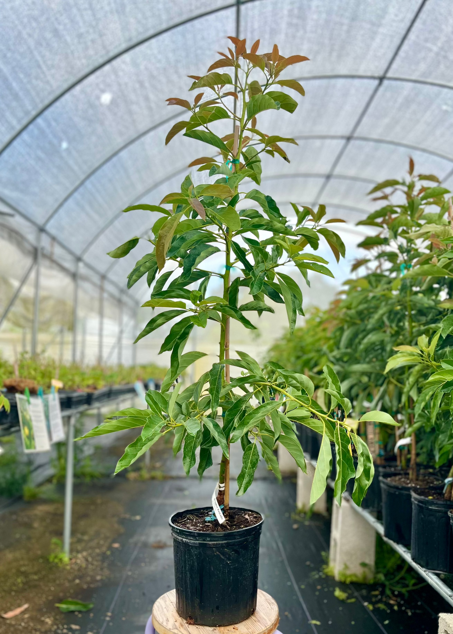 Avocado Tree Brogdon Variety Cold Hardy Fruit Tree with Deep Purple Skin and Creamy Nutty Pulp (Persea americana)