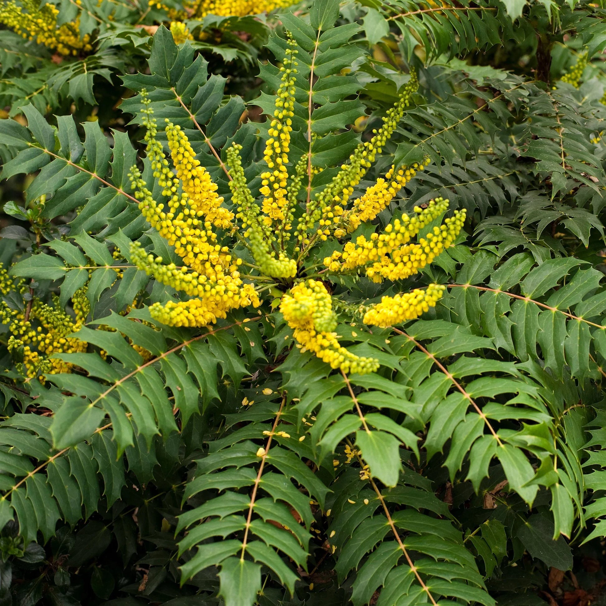 Funky Flow Mahonia Live Bareroot Shrub – Evergreen Landscape Plant with Textured Foliage – Mahonia hybrid for Shade Gardens