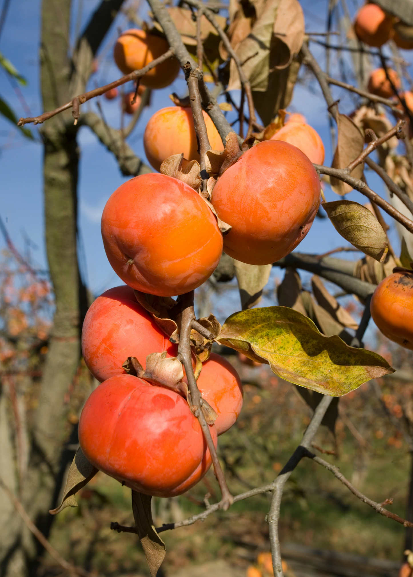 Bare Root Fuyu Persimmon Tree - Diospyros kaki, Non-Astringent, Edible Fruit, Grafted, 2-3 Feet Tall