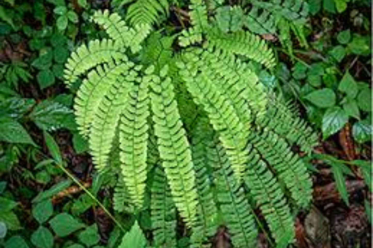 5 Northern Maidenhair Fern Bare Root Plants | Native Shade Garden Perennial | Hardy Woodland Fern