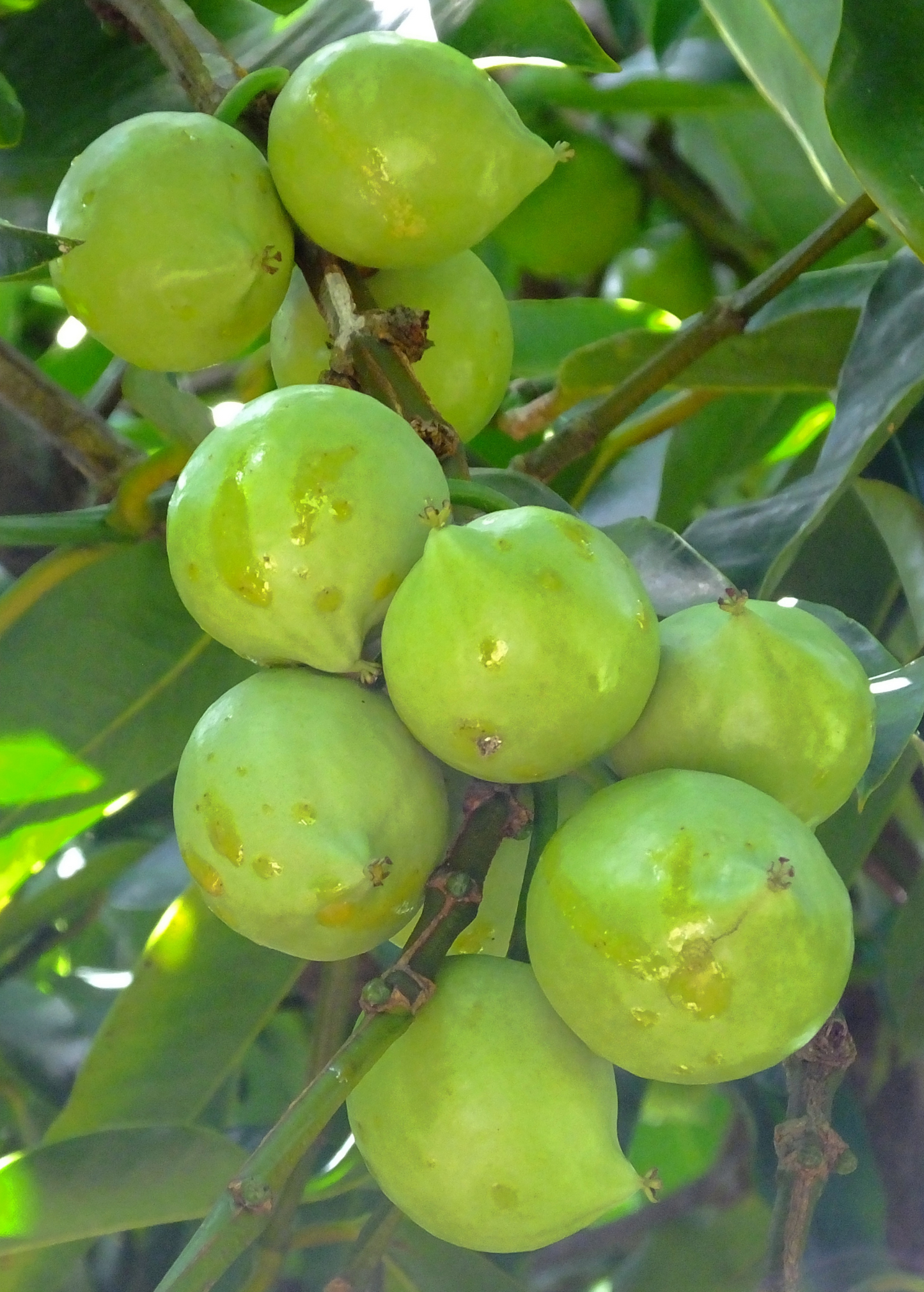 Gamboge Fruit Tree, Garcinia xanthochymus, Tropical Yellow Fruit, Medicinal & Culinary Uses