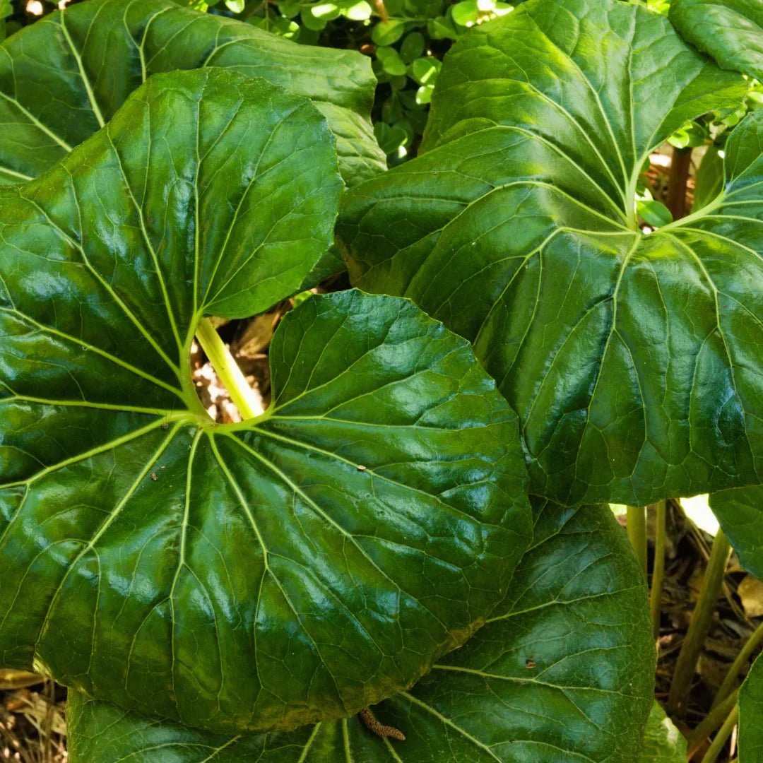 Giant Leopard Plant Live Starter | Farfugium japonicum 'Giganteum' | Bold Foliage for Shade Gardens