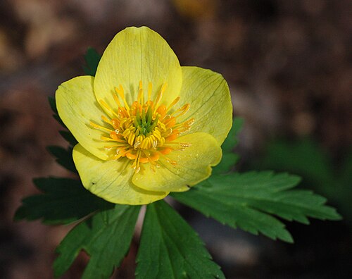 Trollius laxus albiflorus Seeds – American Globeflower, Rare Perennial Wildflower for Wetland & Shade Gardens (50 Seeds)