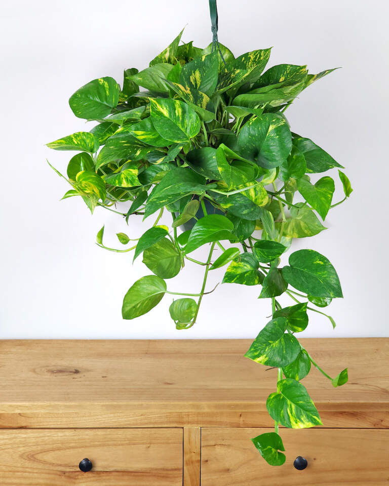 Golden Pothos Rooted Cuttings – 3-6 Inch Live Indoor Outdoor Houseplant – Epipremnum aureum, Air-Purifying, Low Maintenance