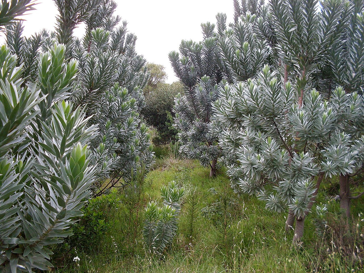 Leucadendron argenteum Seeds – Silver Tree, Rare South African Evergreen Ornamental, Drought Tolerant, Full Sun, 5 Seeds