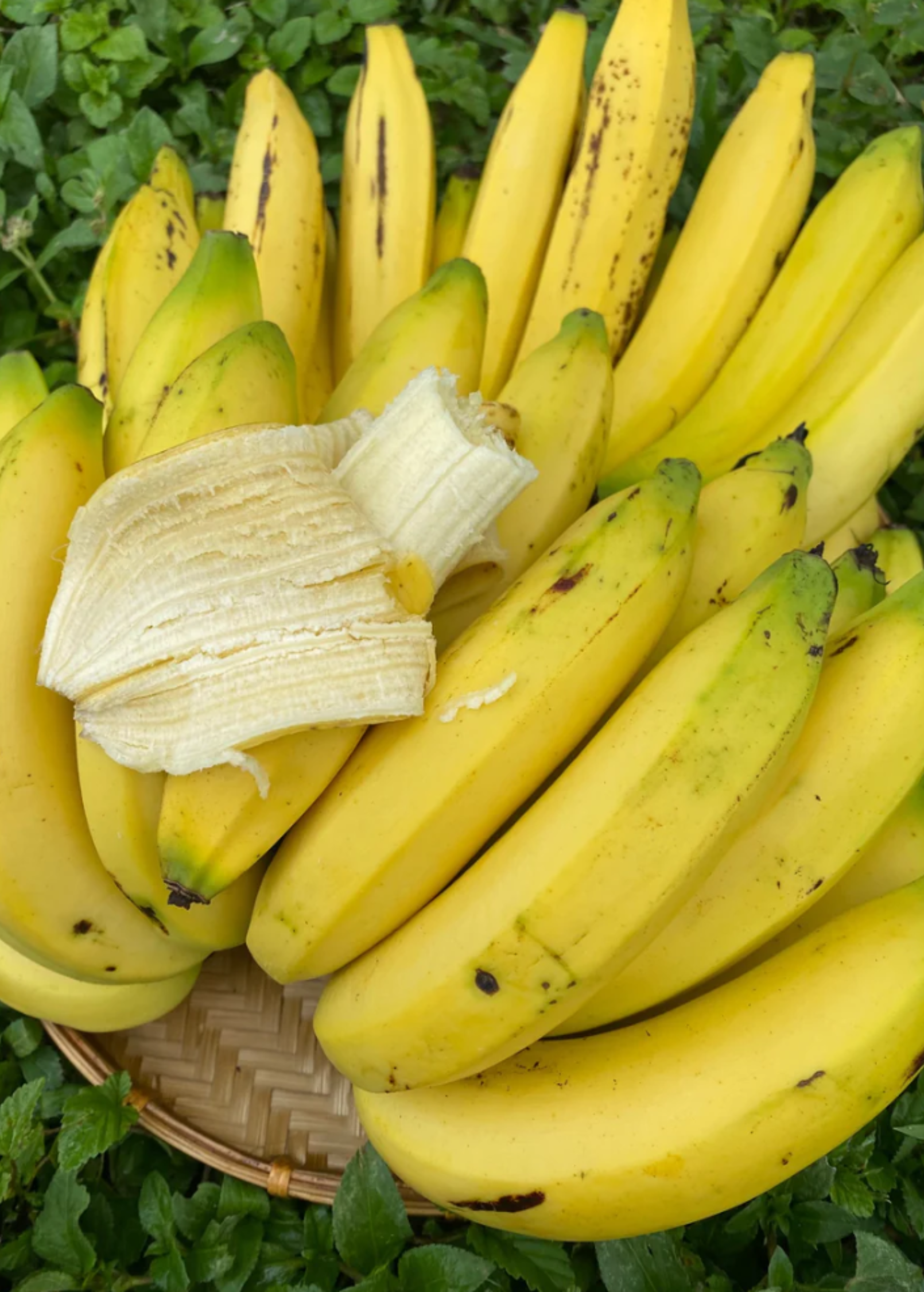 Banana Plant Gros Michel (Musa acuminata) Rare Edible Fruit Tree for Garden or Orchard
