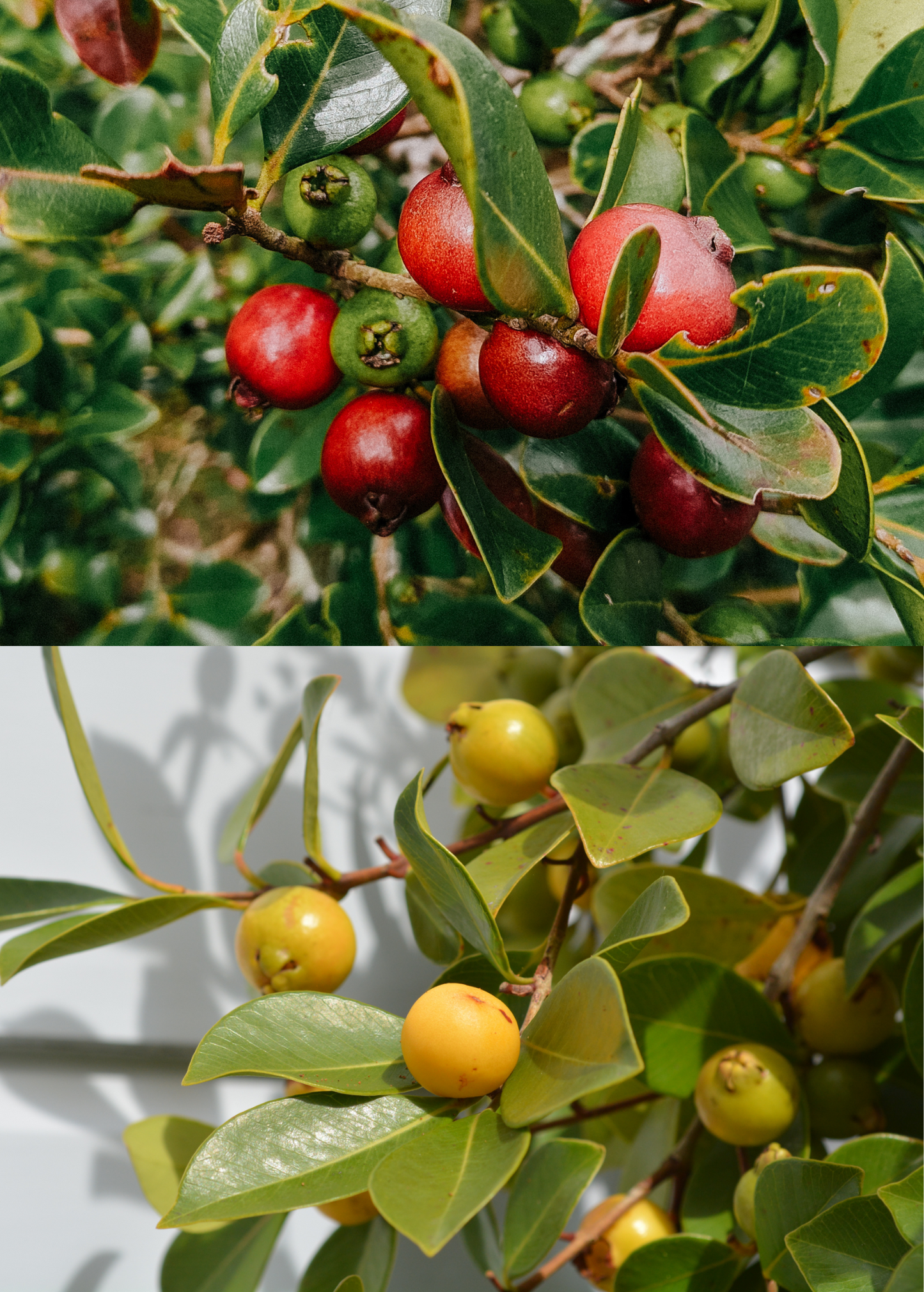 Guava Plant Bundle Strawberry & Lemon Cattley Guava Psidium Cattleianum & Psidium Littorale Organic Potted Plants