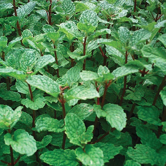 5 Rooted Mojito Mint Plants | Organic Non-GMO Mentha villosa | Cuban Mint for Cocktails & Garden