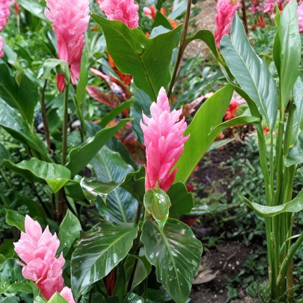 Hawaiian Pink Ginger Plants – Live Alpinia purpurata Tropical Flowering Plant, Pink Bracts, Lush Foliage, Container or Outdoor Growth