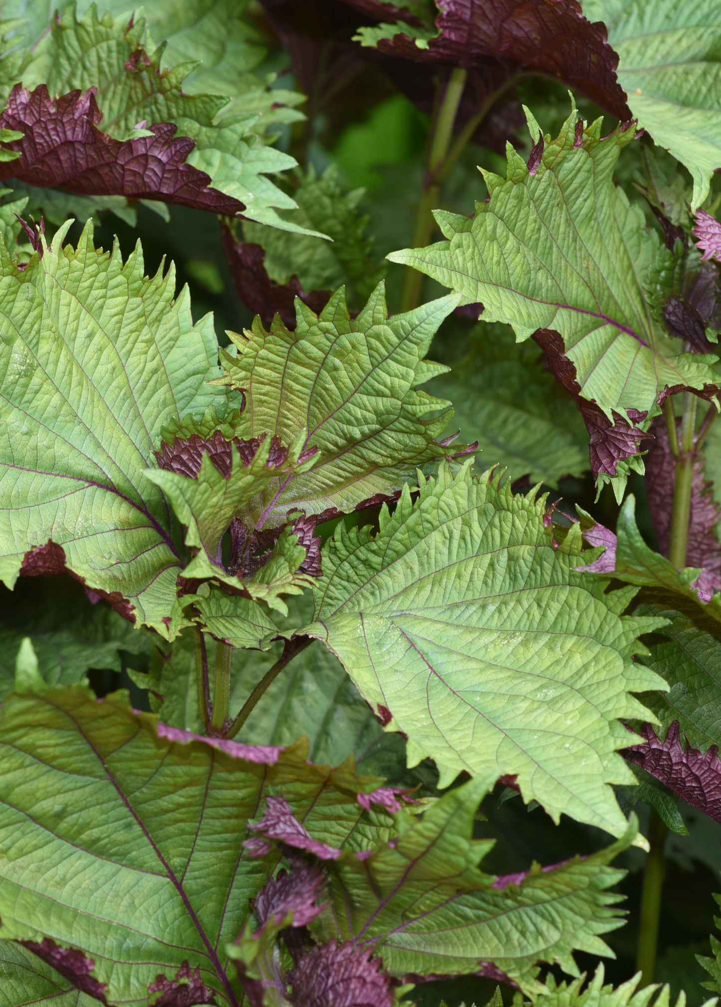 Britton Shiso Herb Plant - Bicolor Green and Purple Leaves, Aromatic Perilla frutescens var. crispa