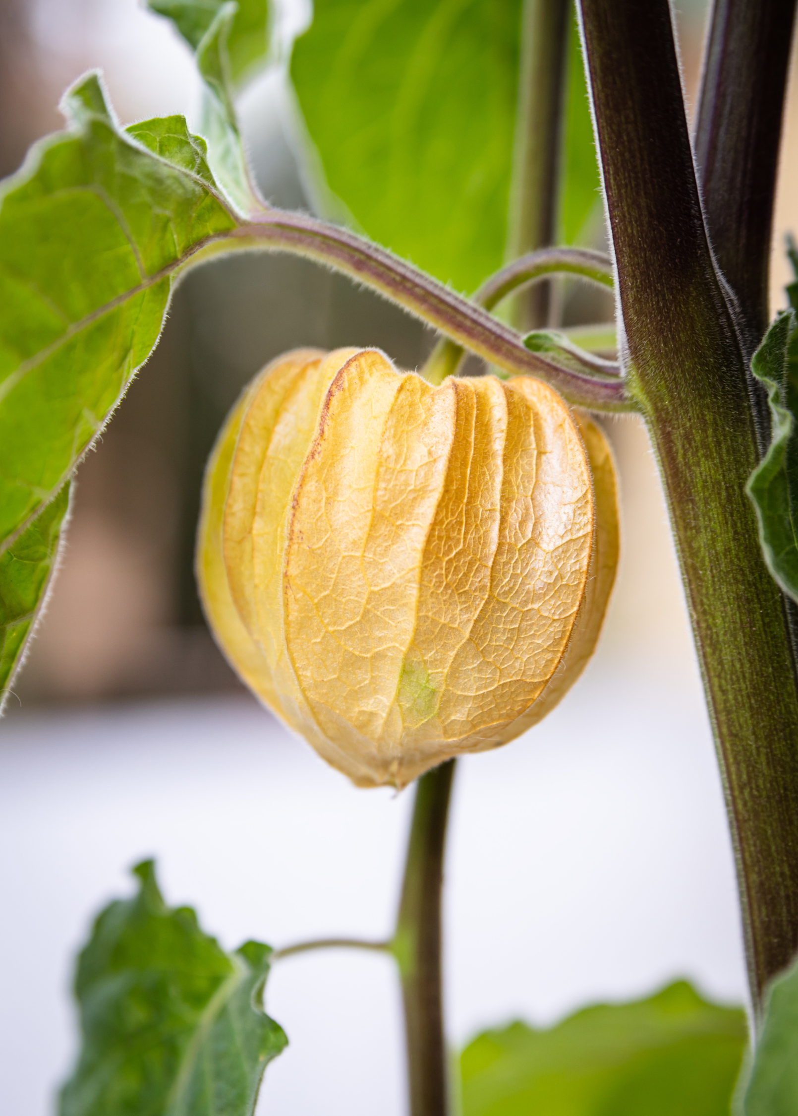 Ground Cherry Seeds - Aunt Molly's Heirloom Physalis pruinosa, Ornamental & Edible Fruit, Drought Tolerant, Summer Producer