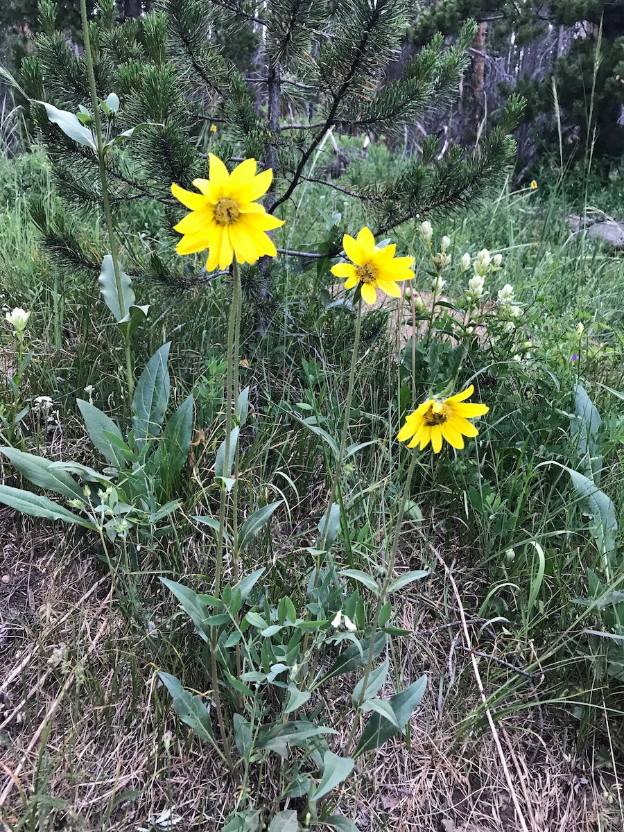 Helianthella quinquenervis Seeds – Aspen Sunflower Wildflower, 25 Non-GMO Perennial Seeds for Pollinator Gardens