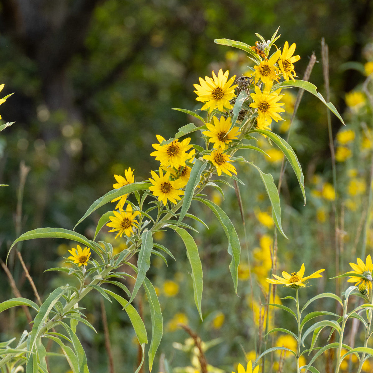 Helianthus maximiliani Seeds – Maximilian Sunflower Native Perennial Prairie Wildflower with Tall Yellow Blooms (50 Seeds)