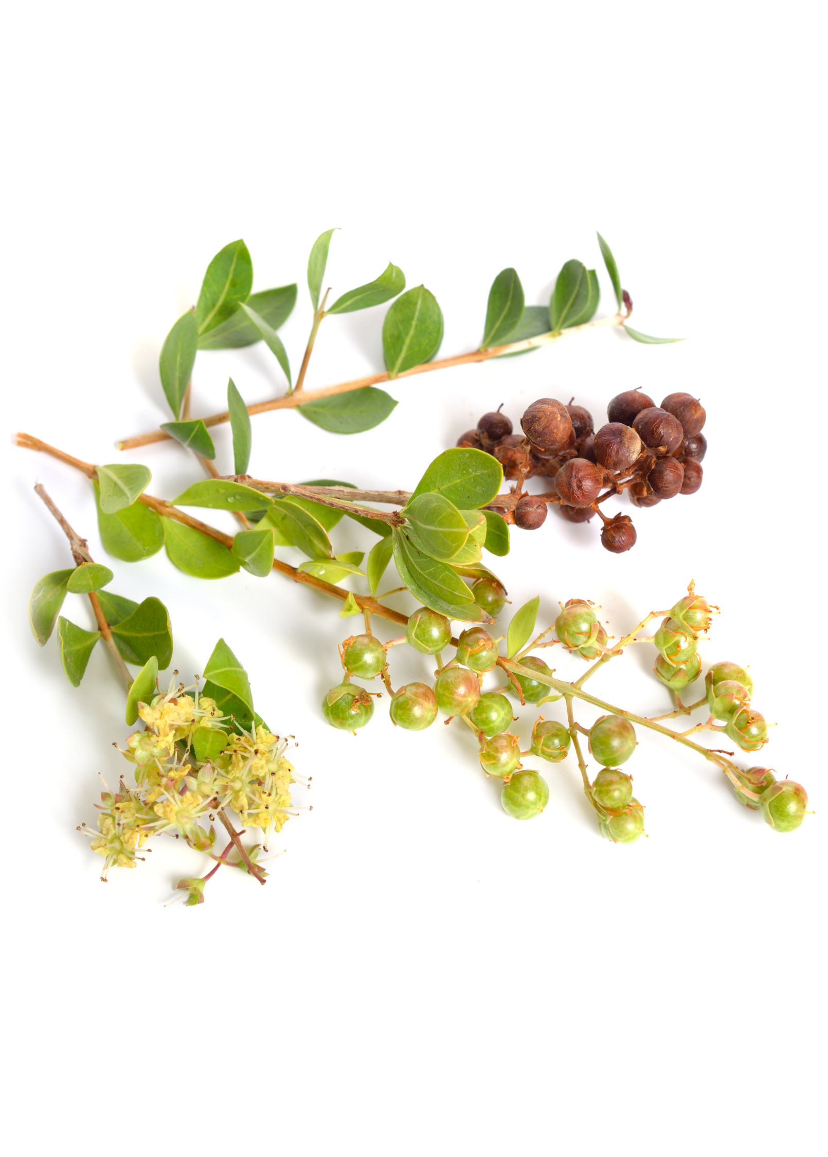 Henna Plant Shrub or Small Tree - Lawsonia inermis - Fragrant Flowers & Dyes for Skin & Hair