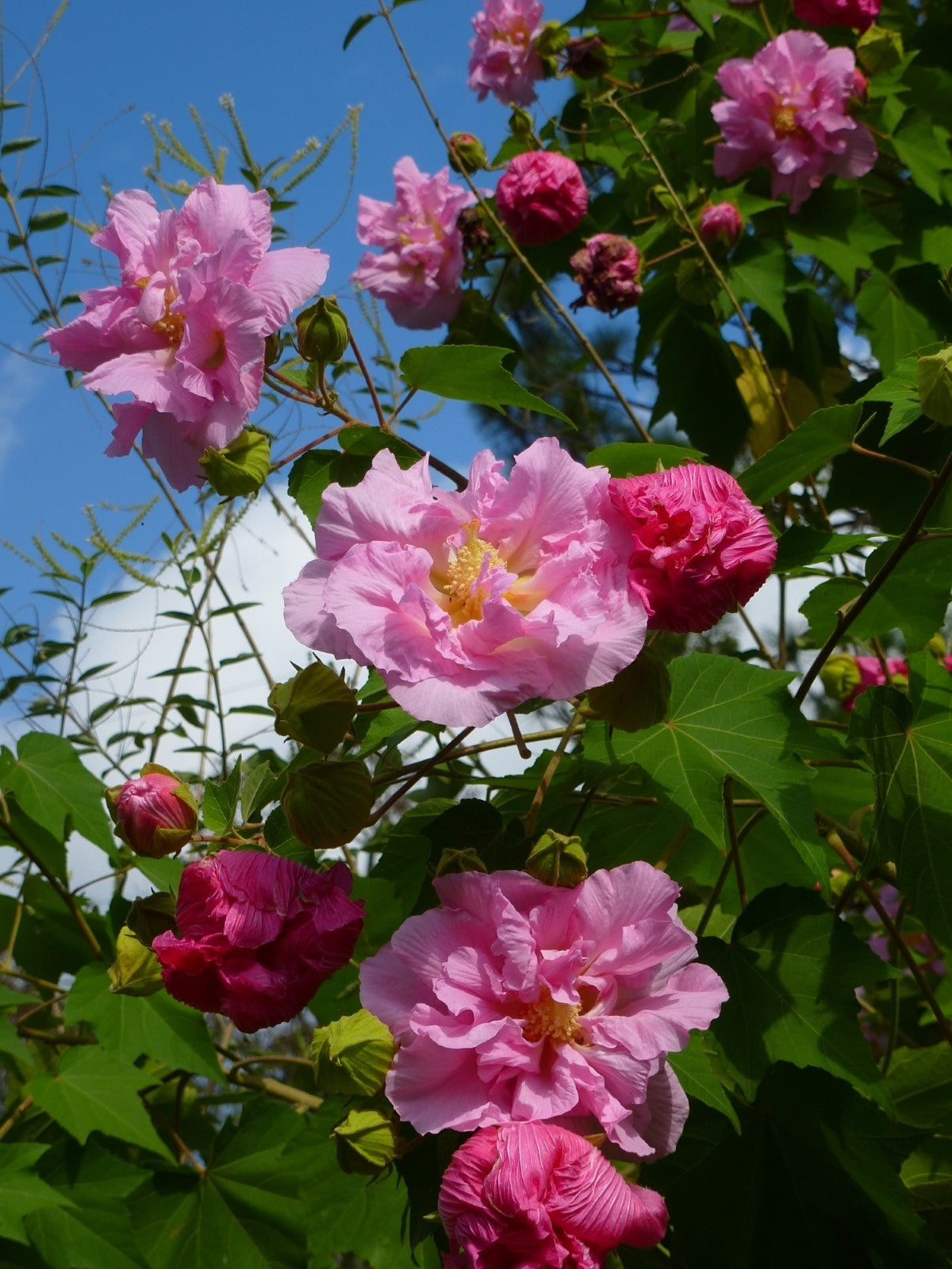 Hibiscus mutabilis Cuttings – 4 Unrooted Cotton Rose Shrubs with Color-Changing White to Pink Blooms for Garden