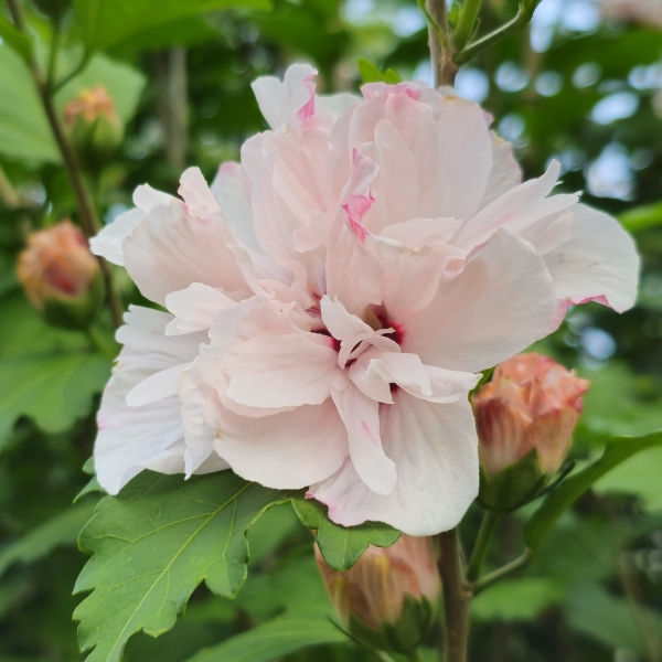 Live Double Rose of Sharon Hibiscus syriacus Pink Flowering Bare Root Shrub, Hardy Perennial, Fast Growing Plant