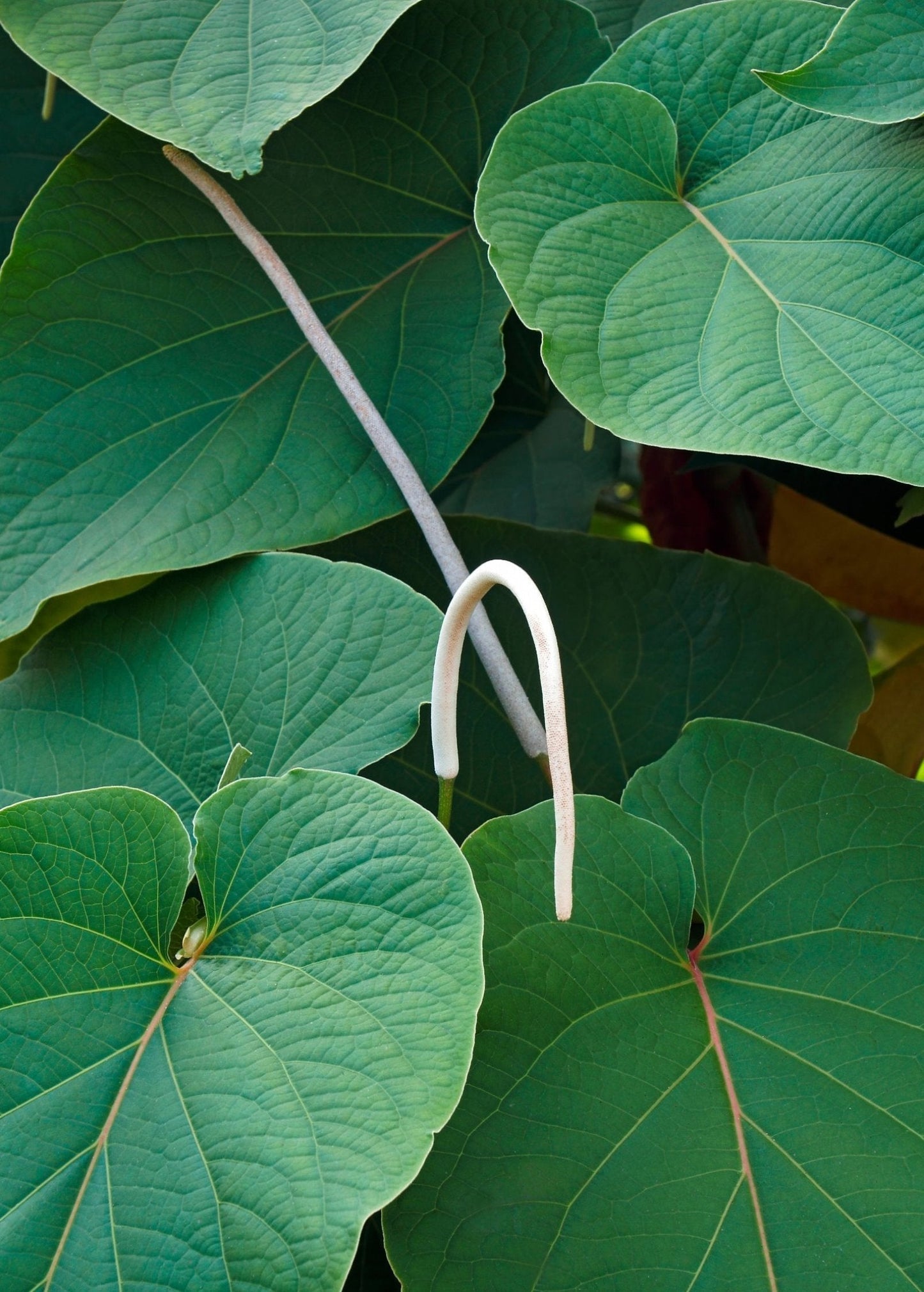 Hoja Santa Herb Plant | Fresh Mexican Pepperleaf | Piper auritum | Aromatic, Heart-Shaped Leaves for Cooking