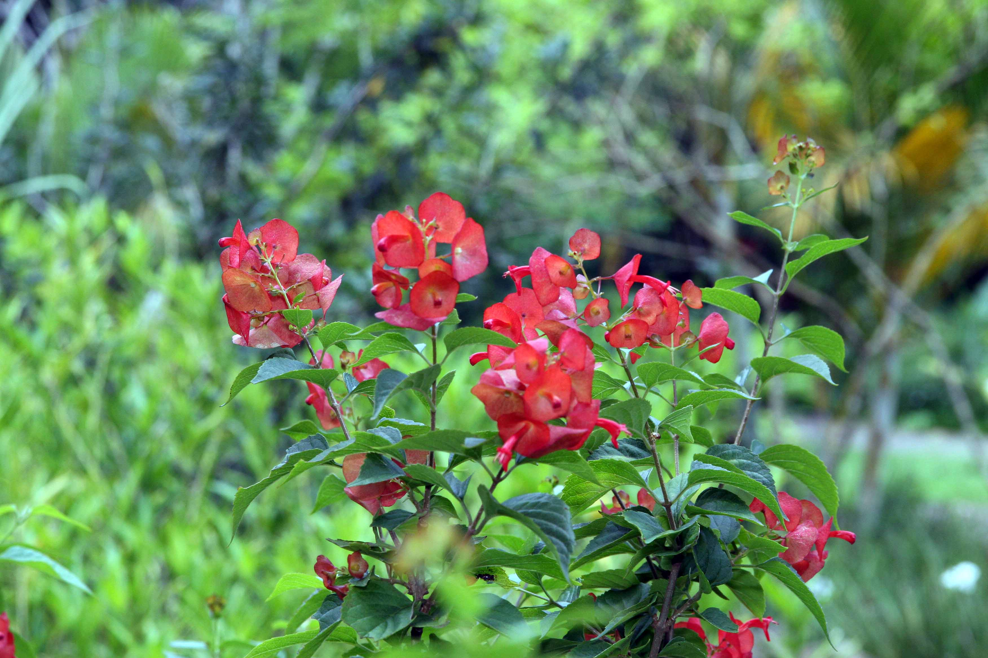Red Mandarin Hat Live Starter Plant – Rare Ornamental Vine with Red Blooms