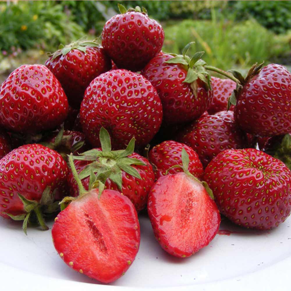 Honeoye June-Bearing Strawberry Plants – 10 Bare Root, High-Yield, Cold Hardy, Sweet-Tart Berries, Garden Fruit Starter